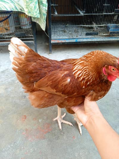 lohman brown & black hens