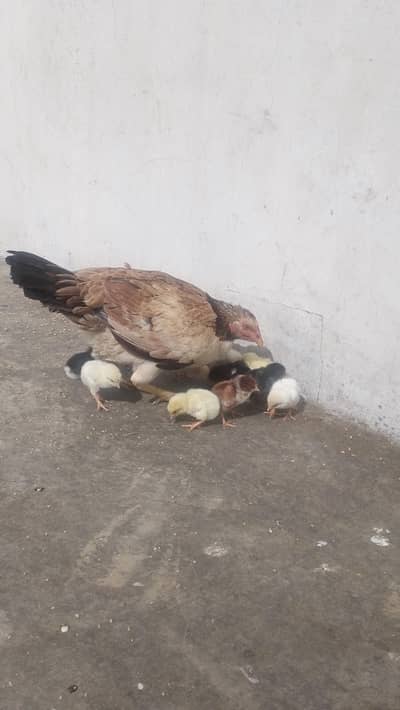 aseel murgi for sale