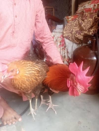 breeding pairs desi hens