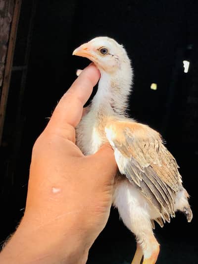 Pakistani band gaddi chicks. . 03074327731