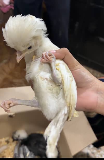 Polish Chicks Available | Hens | Chicks |