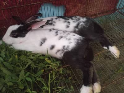 pair available only 1500rs