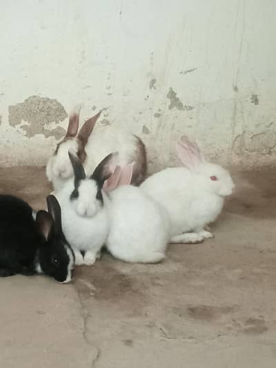 White & Black Rabbits Available