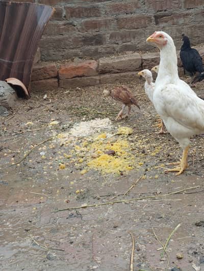 White Aseel murghi and aseel murgha for sale