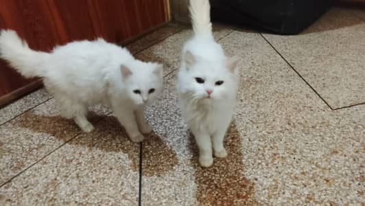 Cats | Persian Cats | Persian Cat Female | Double coated Cat For Sale