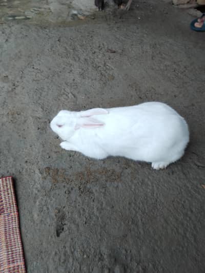 Desi White Red Eyes 03440158946