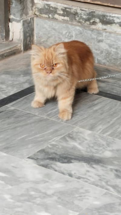 Persian cat mele