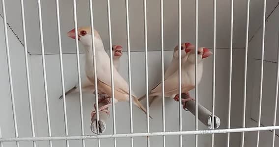 Pastel fawn java adult pairs