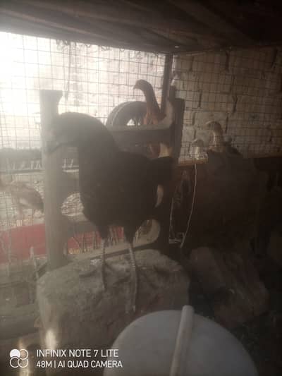 Aseel Chicks 1 month - 7 month