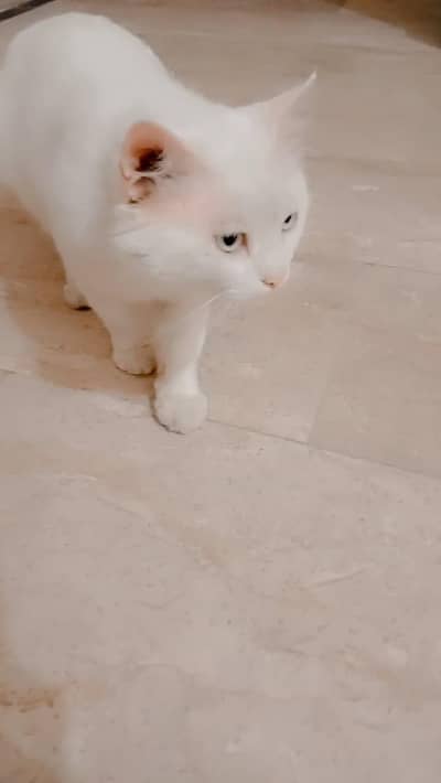 Beautiful Persian kitten White Fluffy & Friendly.