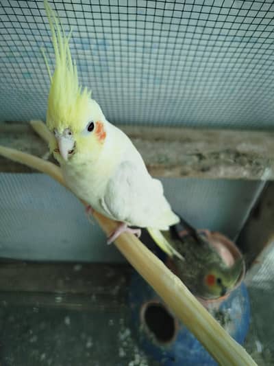 Cockatiel parrot breeder pair (one red eye)