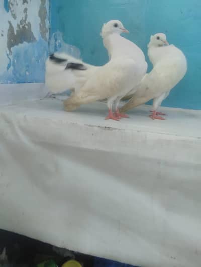 kabotr 03054000665 par