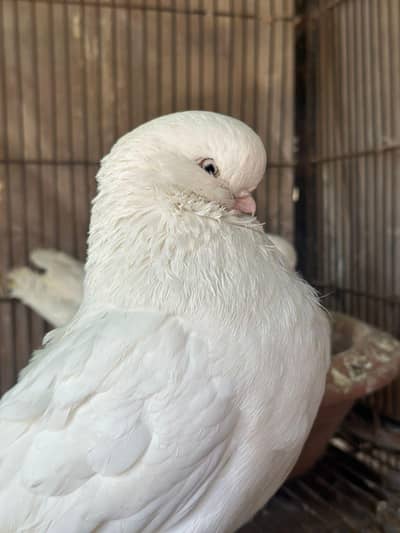 Long face tumbler breeder pair with chik 03249825082 what's app number