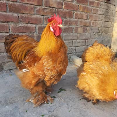 Golden Heavy Buff Pair