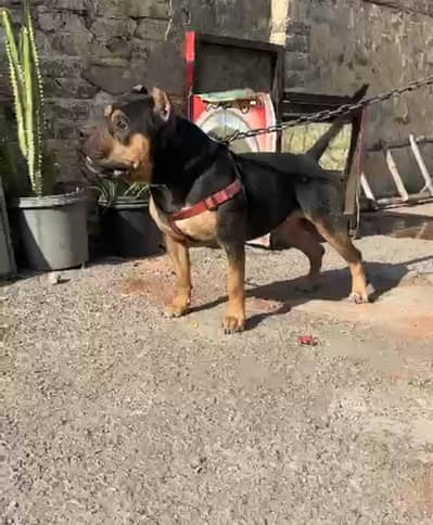 pti bull dog for sell