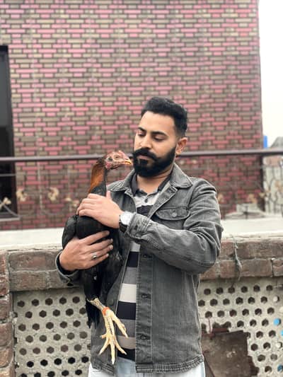 Lakha long height male for sale