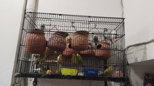 Australian budgie Parrot