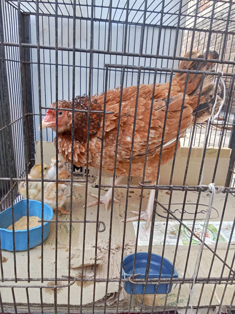 Best heera pair with mianwali murge or 3 chicks. 2