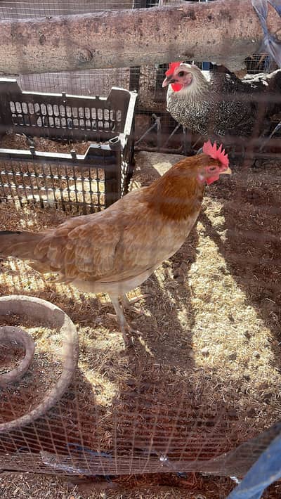 Egg laying loman and pure desii