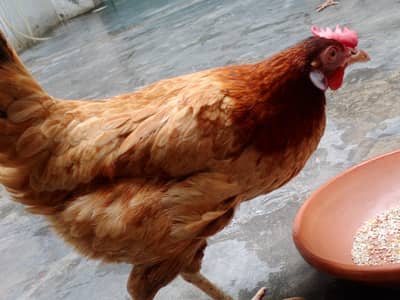 GOLDEN MISHRI  MALE AND FEMALES