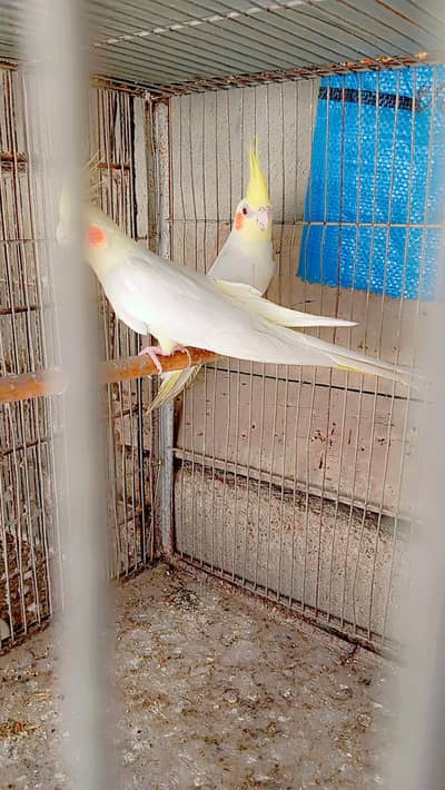 Cream cocktail Breeder pair