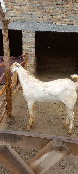 سفید مکھی چینا بریڑر ٹاپ کوالٹی 0