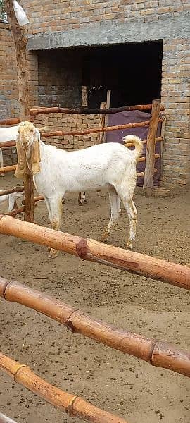 سفید مکھی چینا بریڑر ٹاپ کوالٹی 1