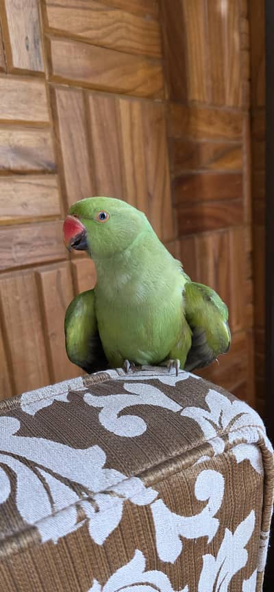 Indian Ringneck Parrot — 9 Months Old — Healthy