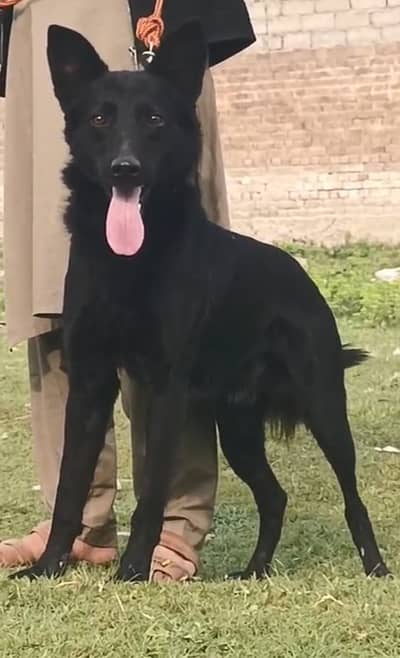 Black German Shepherd| Puppy | Double Coat puppies | Dog For Sale |GSD