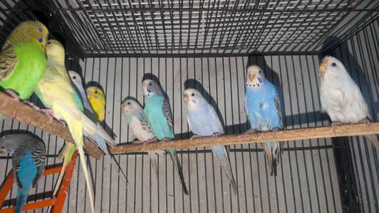 budgies love birds and cocktail