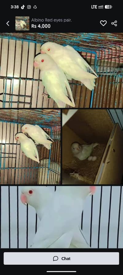 love birds and cocktail and guitar