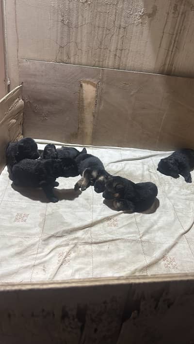 German shepherds puppy Age 30 days