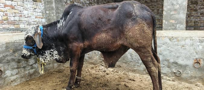 Pure Cholistani Bachra