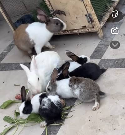 Rabbit red eyes whole family for sale
