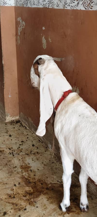 pure nawabshah pthhh 2 dant  tazi tazi