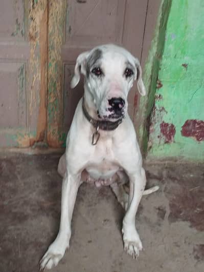 bully female for sel full active top quality