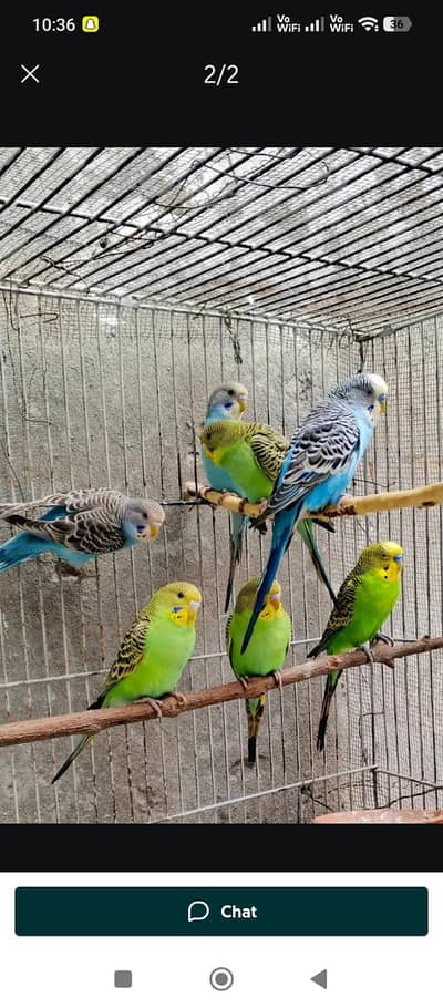 Australian parrots or lovebirds available more detail in description