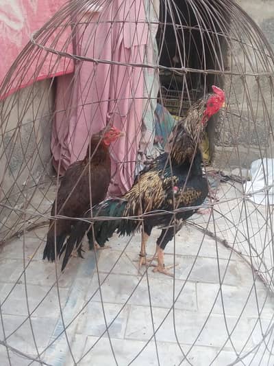 aseel Murga Murgi Ande Deti Hai