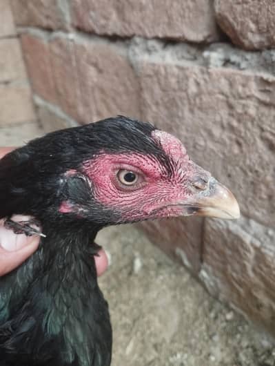 kurak aseel hen for sale 03038868142