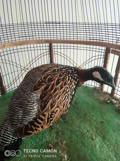 Black Teetar Available