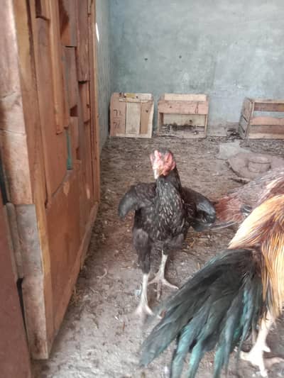 High quality Aseel mushka