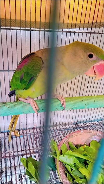 raw parrot karachi breed