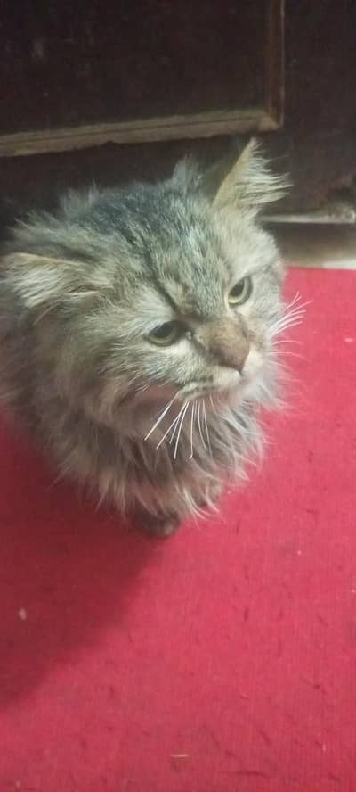 Russian Cat With Food For Sale