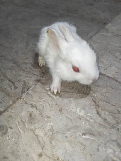 baby rabbit