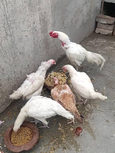 Aseel heera for sale