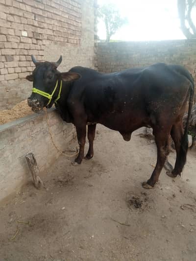 gay sui ha nichy wacha 03325054687