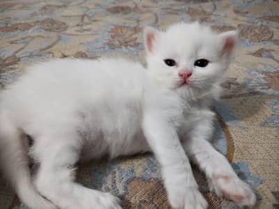 Persian cat for sale
