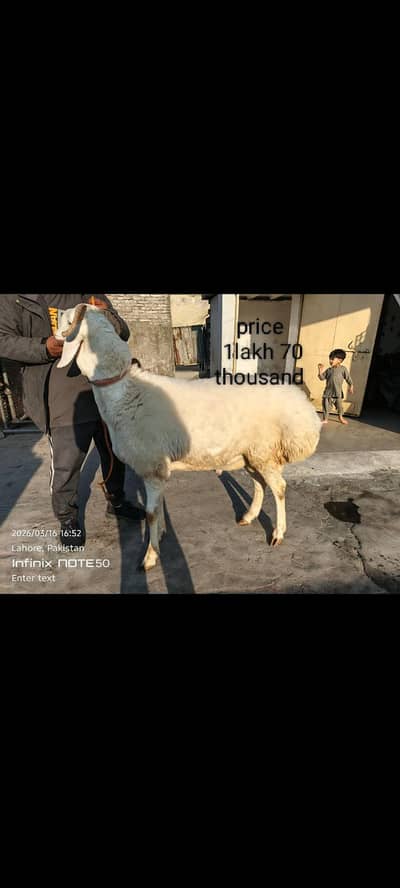 goats urgent for sale what's up number 03057740975