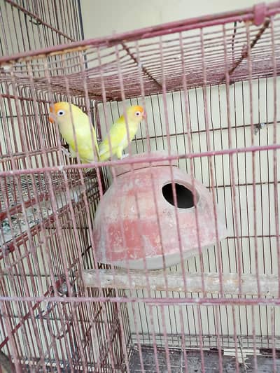 creamino decino breeder pair 0/3/1/6/0/2/7/8/4/6/2