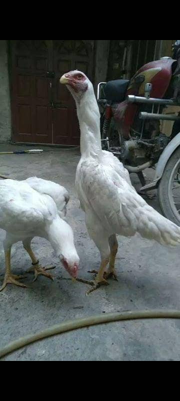 white o shamoo black female shamoo